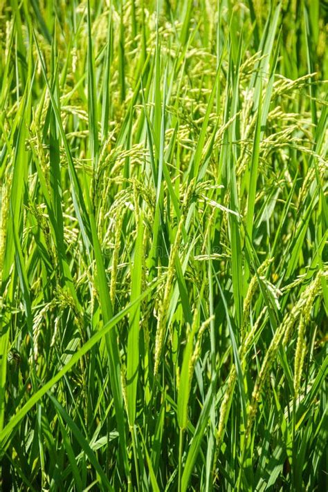 Rice Tree Stock Image Image Of Green Rural Harvest 48123095