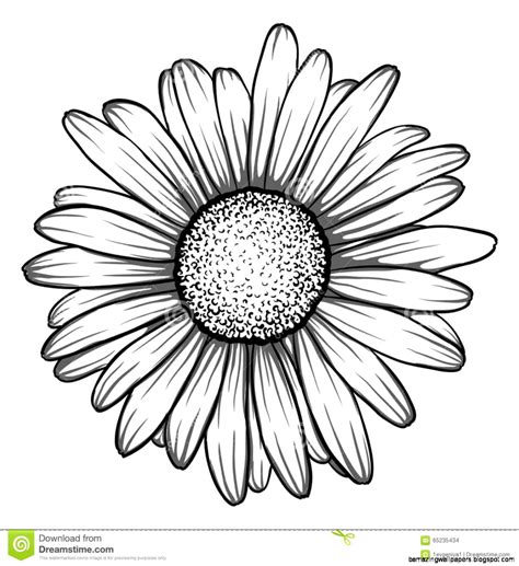 Single continuous line drawing beauty and exotic vector. Daisy Drawing | Amazing Wallpapers