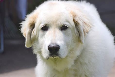 Great Pyrenees Dog Breed Complete Guide Az Animals