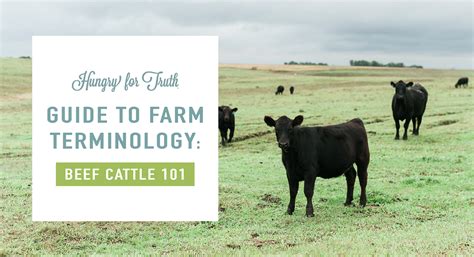 Guide To Farm Terminology Beef Cattle 101 — Hungry For Truth