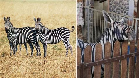 Egyptian Zoo Caught Painting Donkey To Zebra Stripes Youtube