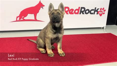 Red rock k9 german shepherd puppies come from quality, top ranked blood lines. Red Rock K9 Trained German Shepherd Puppies - YouTube