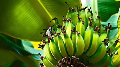 Green Bananas In Tree Hd Banana Wallpapers Hd Wallpapers Id 52424