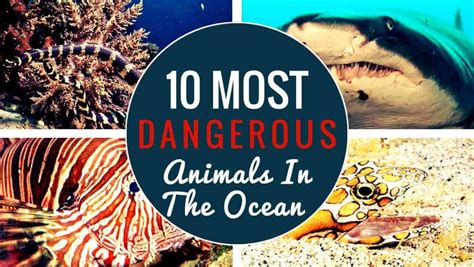 Most Dangerous Animal The 10 Deadliest Sea Creatures