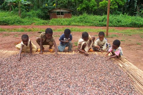 Child Labour In Cocoa From A European ‘doughnut Perspective Future