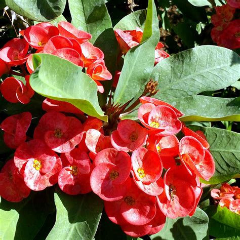 Euphorbia Milii How To Grow And Care Crown Of Thorns Growing Crown