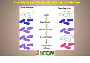 Classification Of Bacteria On The Basis Of Nutrition Riset