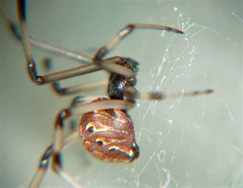 Female Latrodectus Geometricus Brown Widow Spider In Ne Florida