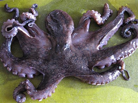 Oktopus waakt over uw veiligheid. Oktopus in Weinsoße | Lotta - kochende Leidenschaft