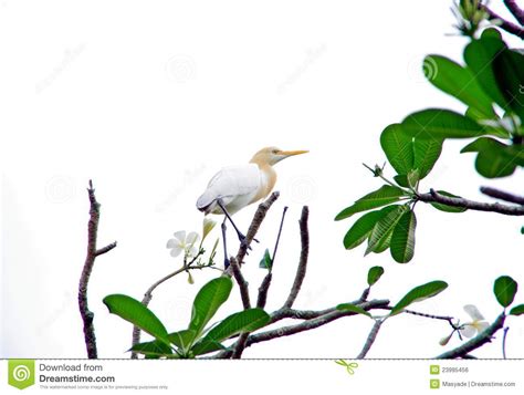 Amiable Bird Stock Photo Image Of Bird Details Coolblooded 23995456
