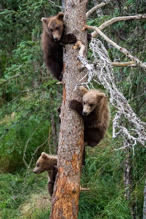 Yes Grizzly Bears Can Climb Trees Six Facts To Know About These Bulky