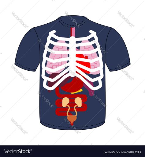 Each of the pair of organs situated within the ribcage, consisting of elastic sacs with branching passages into which air. Rib Cage Organs : Chest Injuries Basic Upon Completion Of ...