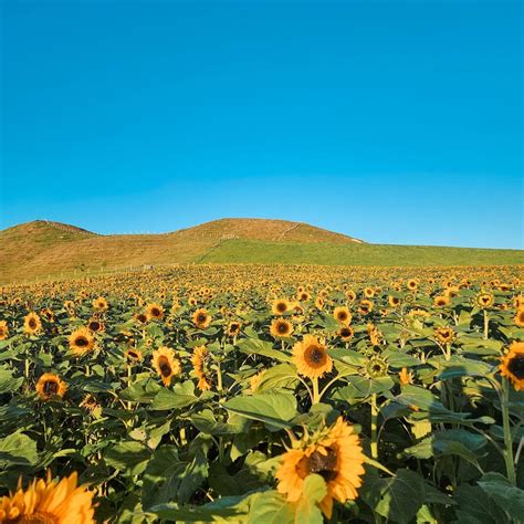 Picnics Mangamaire Sunflower Field