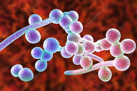 Candida Albicans Hyphae Stages Illustration Stock Image F