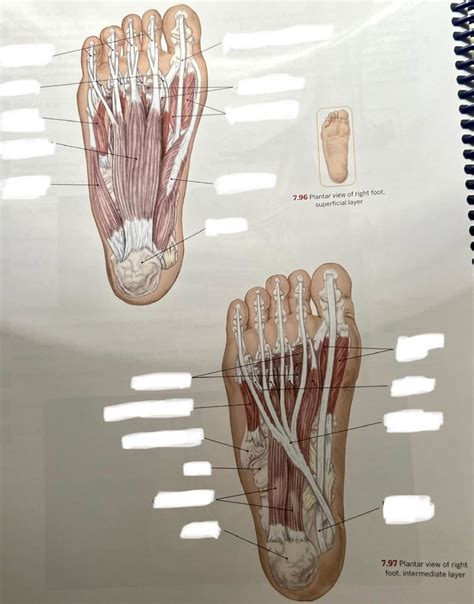 Muscles Of The Foot Diagram Quizlet