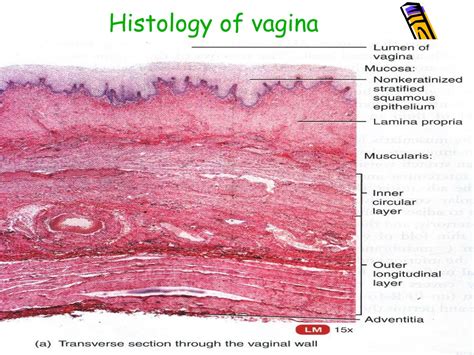 Ppt Histology Of The Female Reproductive System Powerpoint