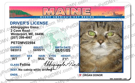 Pet Licenses For State Maine