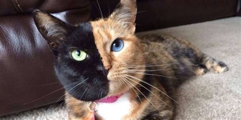 Venus The Two Faced Cat Is A Marvelous Mystery The Dodo