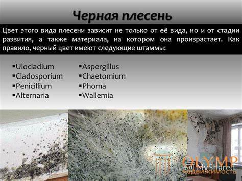 Морская капуста можно ли от нее похудеть
