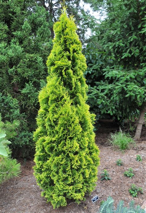 Thuja Occidentalis ‘jantar Nederlandse Coniferen Vereniging