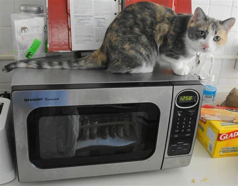 Cat On Microwave 63 Most Beautiful Cat Pictures Microwave Hacks