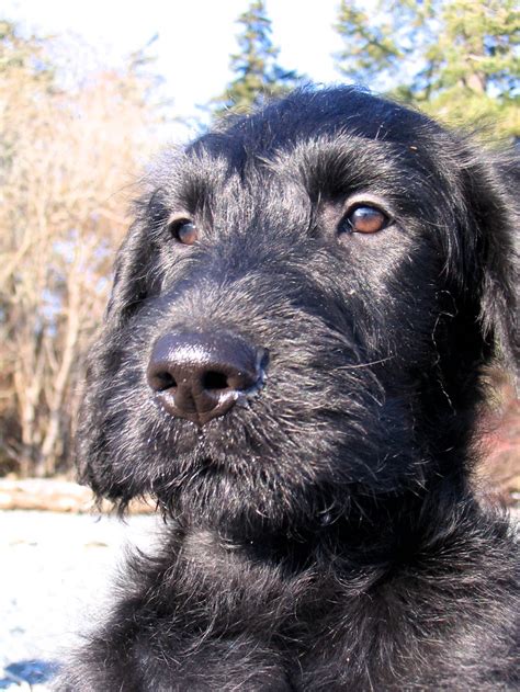 Black Labradoodle Puppy Ferrous In The Sunshine Black Labradoodle