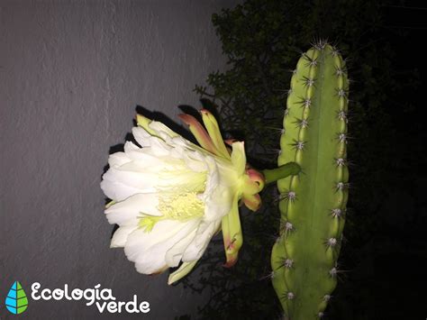 El anegamiento evita la floración en cualquier caso. Cuidados del Cactus San Pedro - Guía Práctica de Jardinería