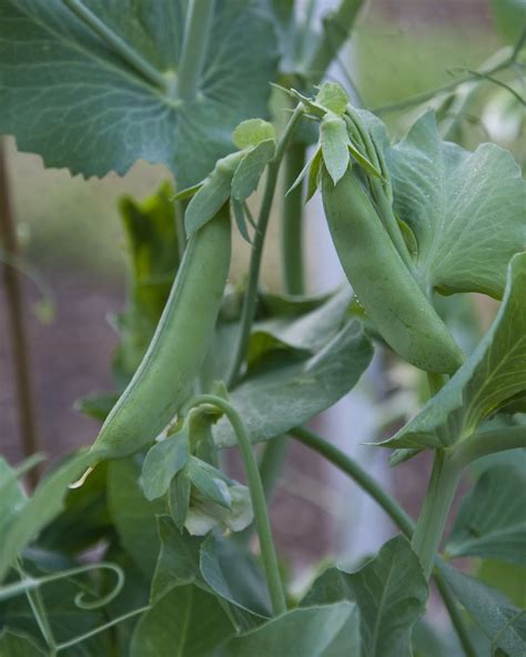 The Gardening Gallimaufry Sugar Snap Peas From The Garden And Recipe