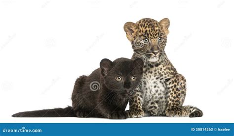 Two Black And Spotted Leopard Cubs Sitting And Lying Stock Image