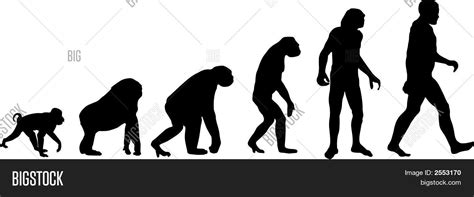 Human Evolution Vector And Photo Free Trial Bigstock