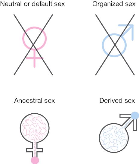 Canonical And Alternative Concepts Of Sexual Differentiation The Top