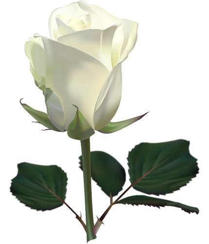Single White Rose Png Png Mart