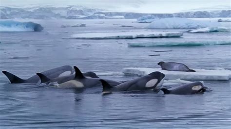 Killer Whales Working Together To Hunt Seals On Ice Bbc Earth Youtube