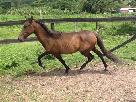 Quanto Tempo Um Cavalo Vive
