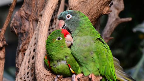 Nos coups de coeur sur les routes de france. Download wallpaper 1920x1080 amazon parrot, parrots, couple, tenderness, caring, cute full hd ...
