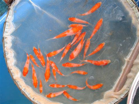 Marugen Koi Farm – M Tanchozuru’s offsprings (Baby Kohaku Koi Fish