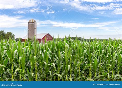 Classic Red Barn In A Corn Field Stock Image Image Of Outdoors