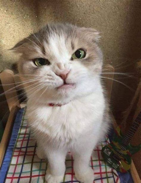 17 Amazingly Angry Looking Cats For You To Resonate With Cute Cats