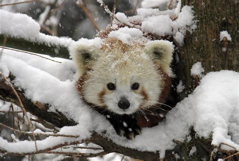 A Very Snowy Red Panda Aww