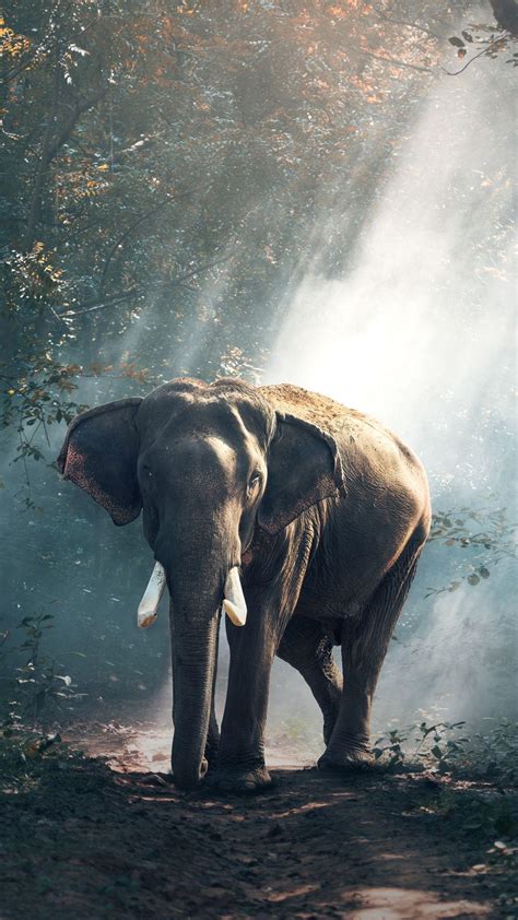 Indian Elephant Wallpapers Wallpaper Cave