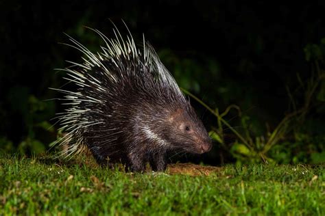 8 Peculiar Facts About Porcupines