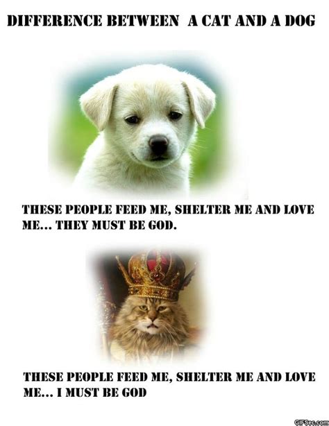 Difference Between Cats And Dogs