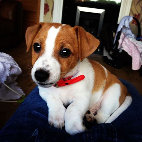 Basically i made this website to tell people what fantastic dogs jack russell terriers puppies are. 10 week old Jack Russell Puppy | Billingham, County Durham | Pets4Homes