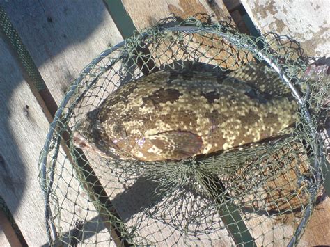 Ikan kerapu ini tergolong kedalam ikan predator. PERSATUAN NELAYAN KAWASAN SEMPORNA
