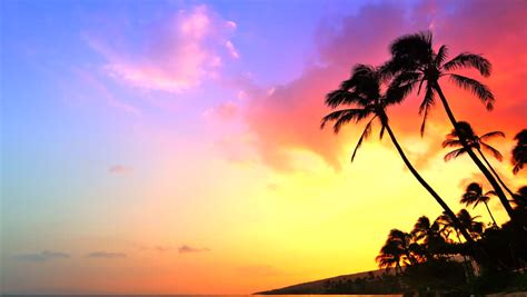 Stock Video Clip Of 4k Incredible Sunset Tropical Beach Palm Tree Shutterstock