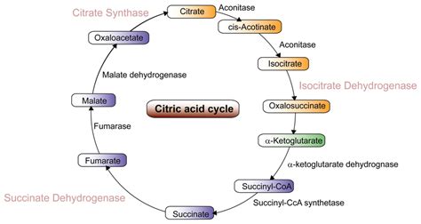 Schematic Diagram Of The Krebs Cycle Illustrating Major Components And