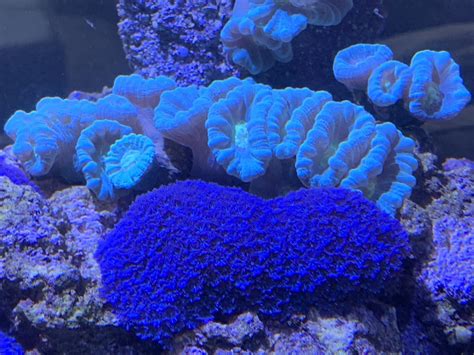 Blue Clove Polyps Coral Carecomplete Guide Salt Tank Report