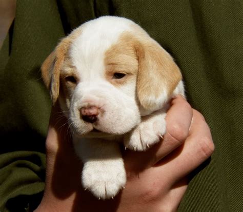 I Want A Lemon Spotted Beagle So Bad Beagle Puppy Beagle Dog Dog