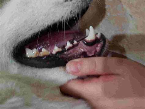 Black Gums In Dogs Why Did My Dogs Gums Turn Black