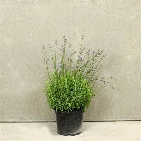 English Lavender Lavandula Angustifolia Munstead Pot Grown 20 30 5l